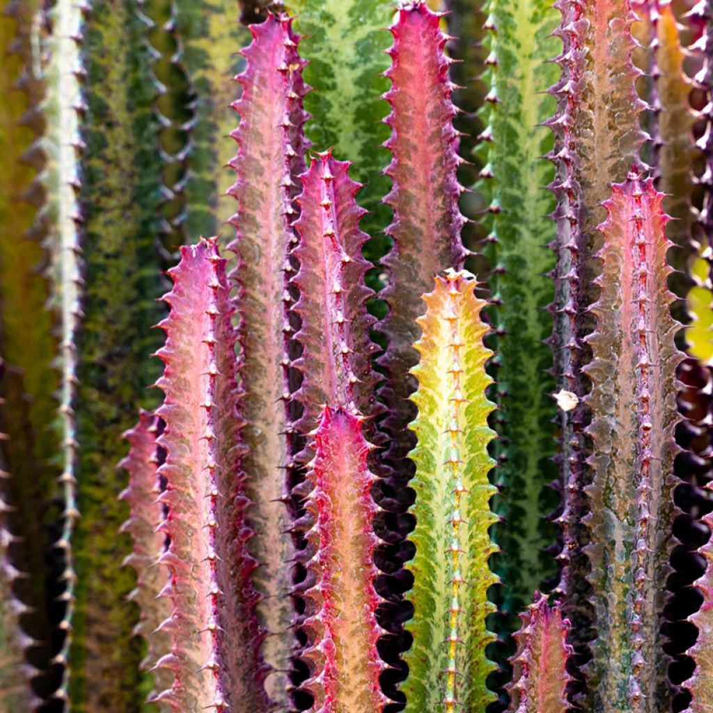Euphorbia trigona rubra - Afrikaanse melkboom