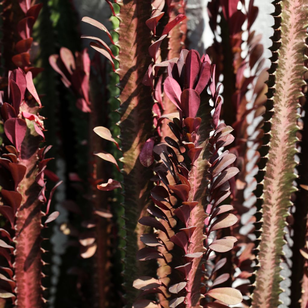 Euphorbia trigona rubra - Afrikaanse melkboom