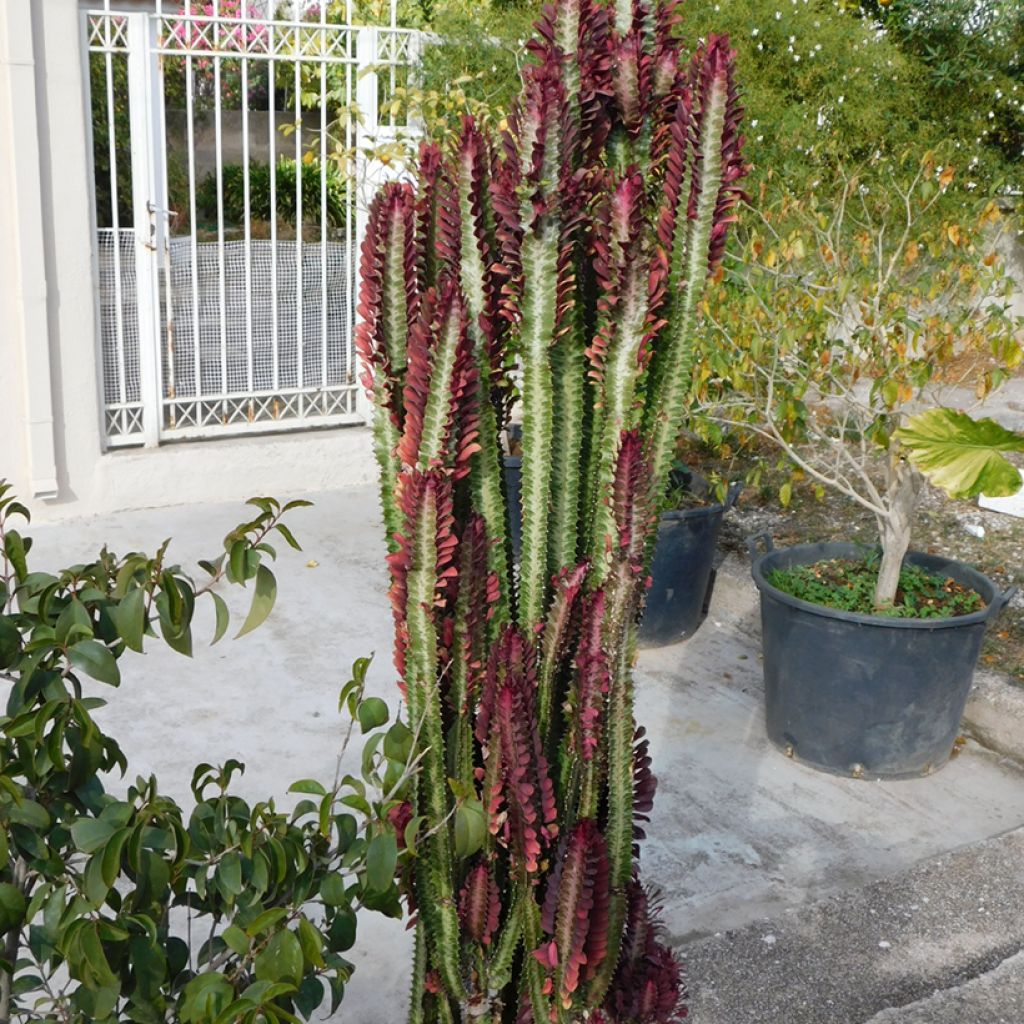 Euphorbia trigona rubra - Afrikaanse melkboom