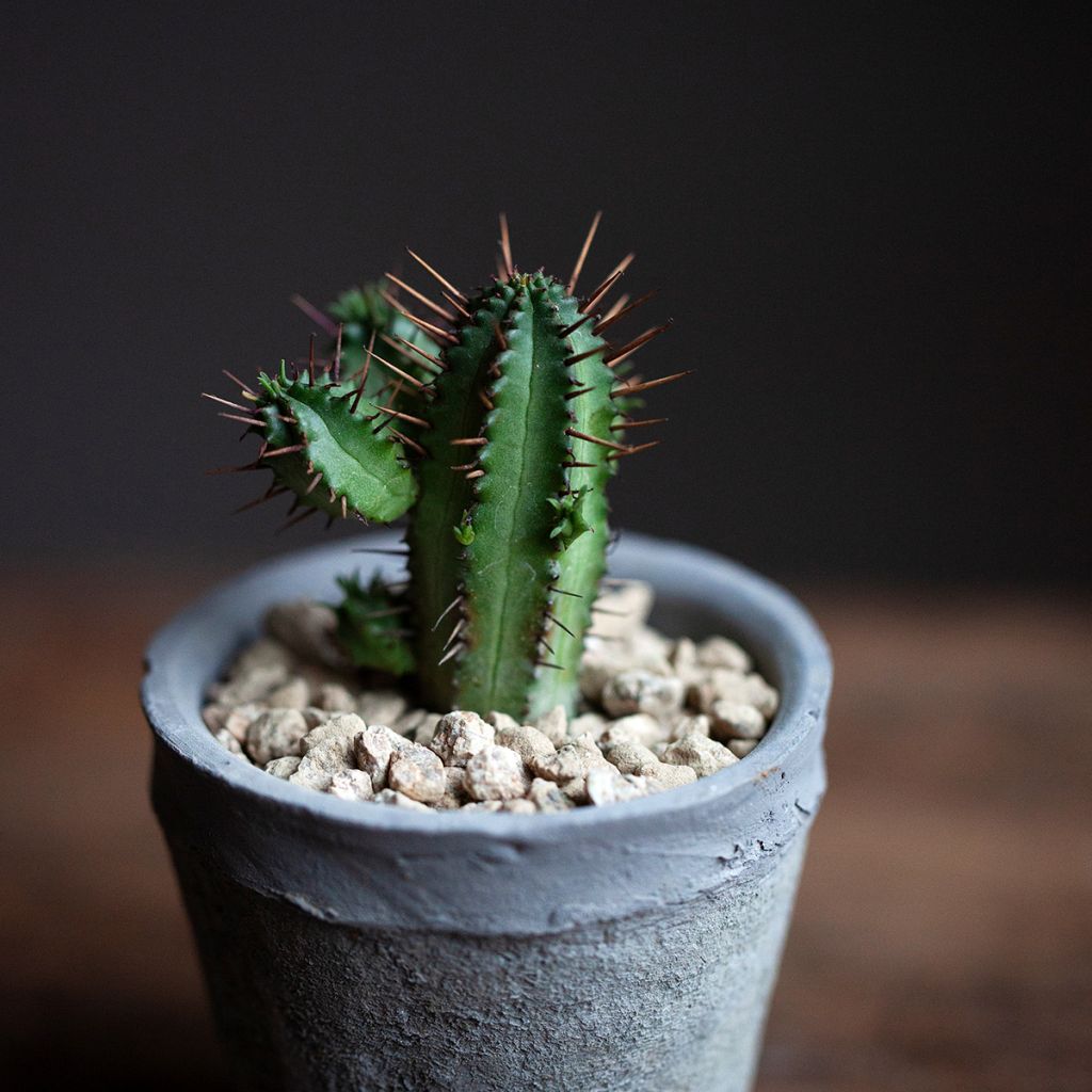 Euphorbia enopla - Wolfsmelk