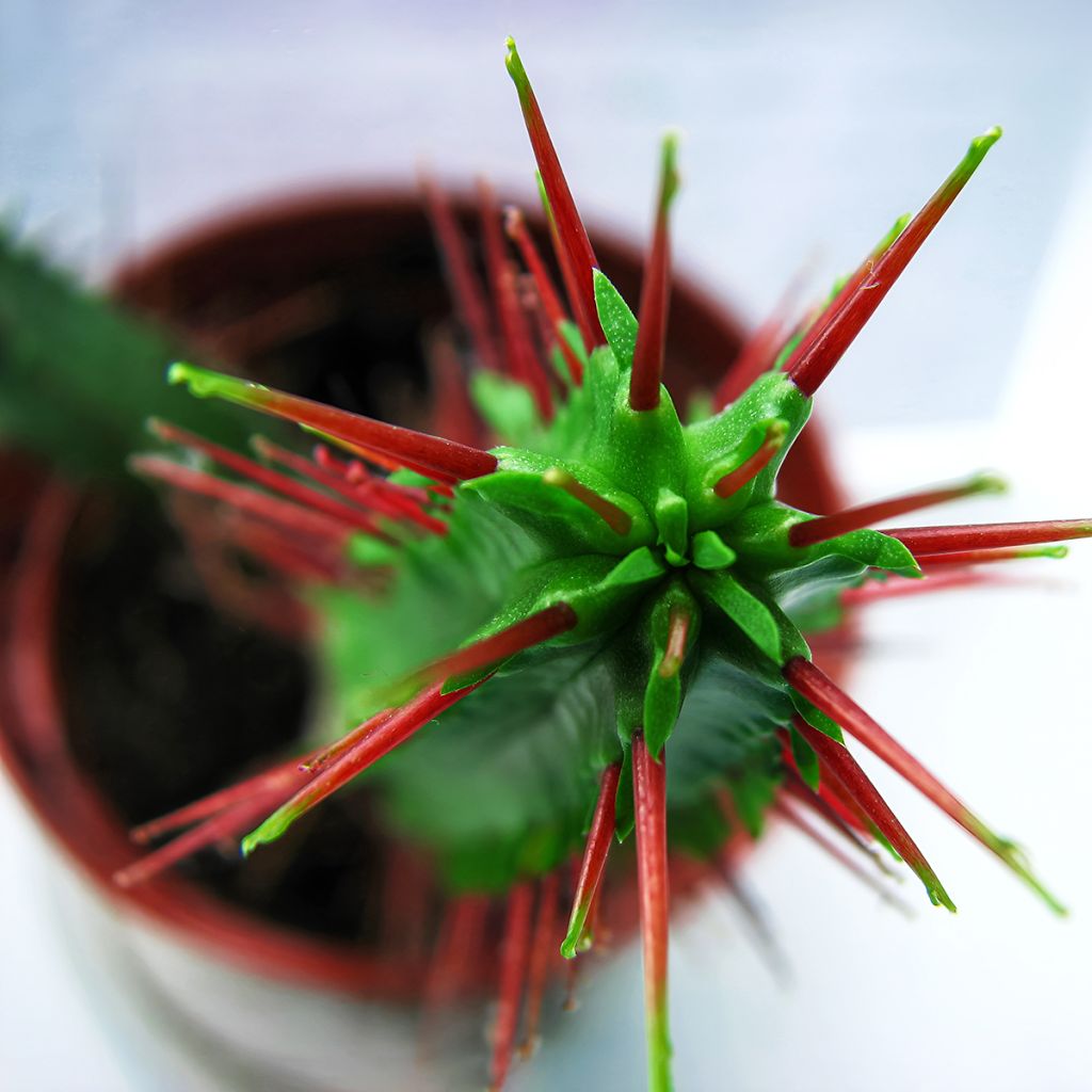 Euphorbia enopla - Wolfsmelk