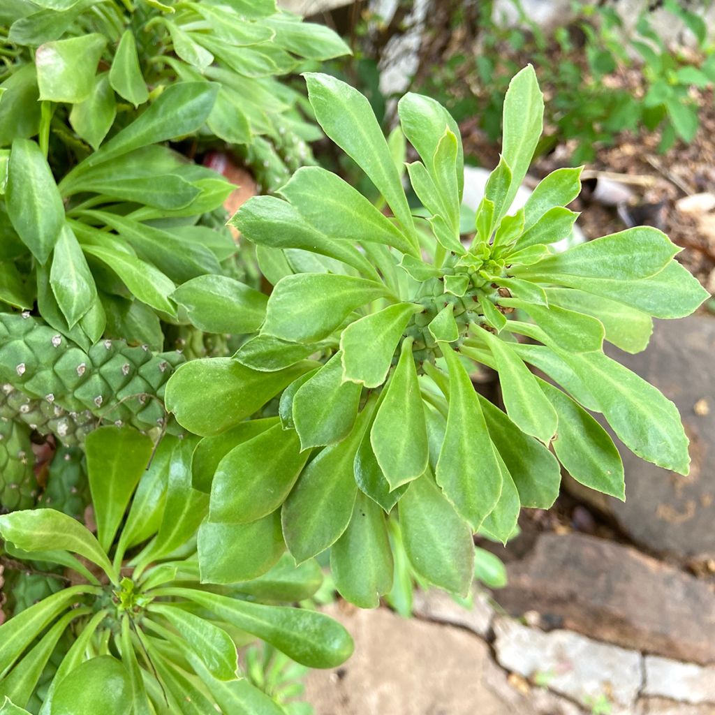 Euphorbia ritchiei - Wolfsmelk