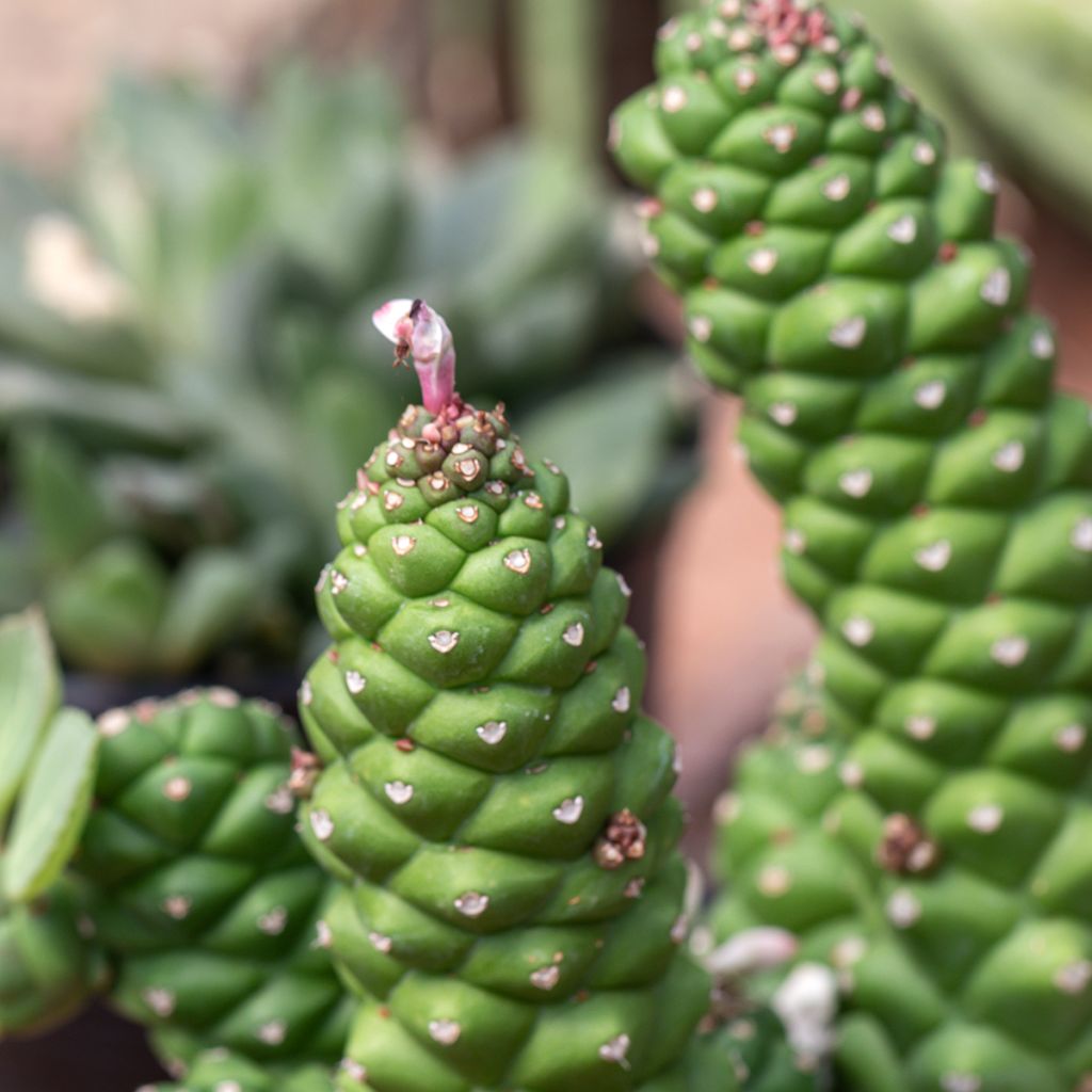 Euphorbia ritchiei - Wolfsmelk