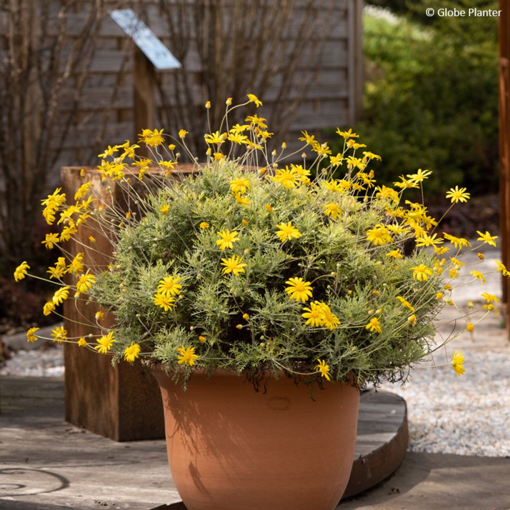 Euryops Infinity - Zuid-Afrikaanse margriet