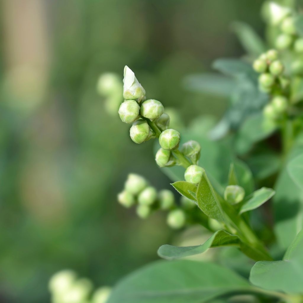 Exochorda racemosa Blushing Pearl - Parelstruik