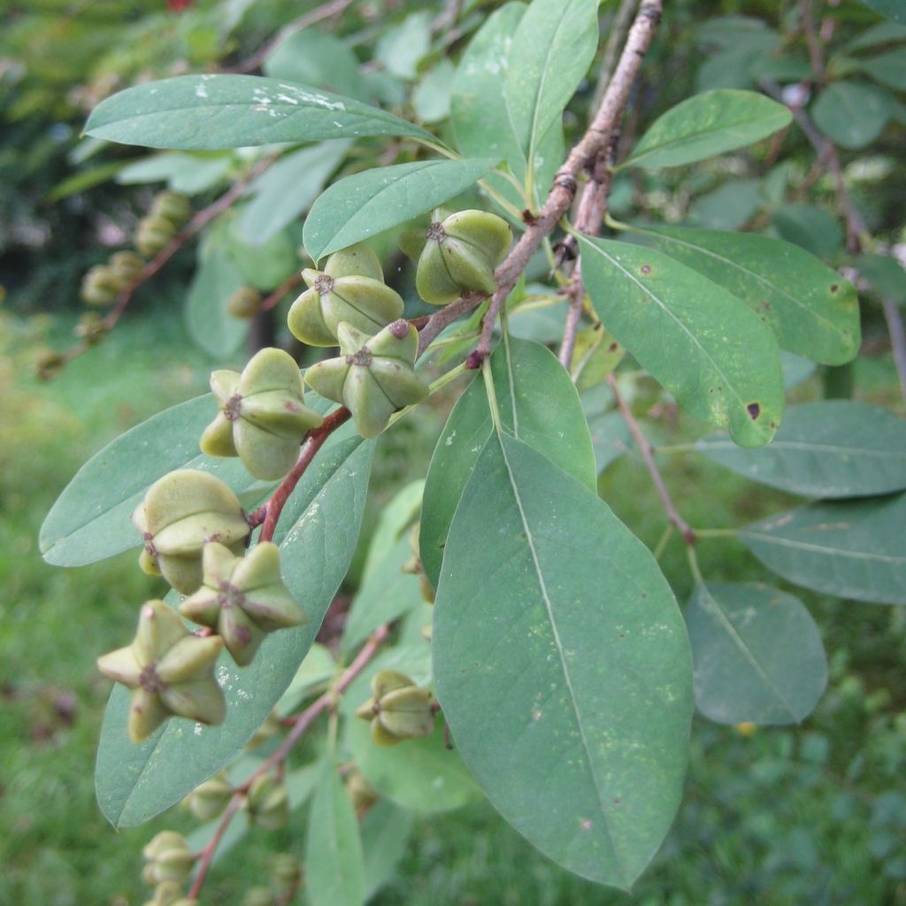 Exochorda racemosa Niagara - Parelstruik