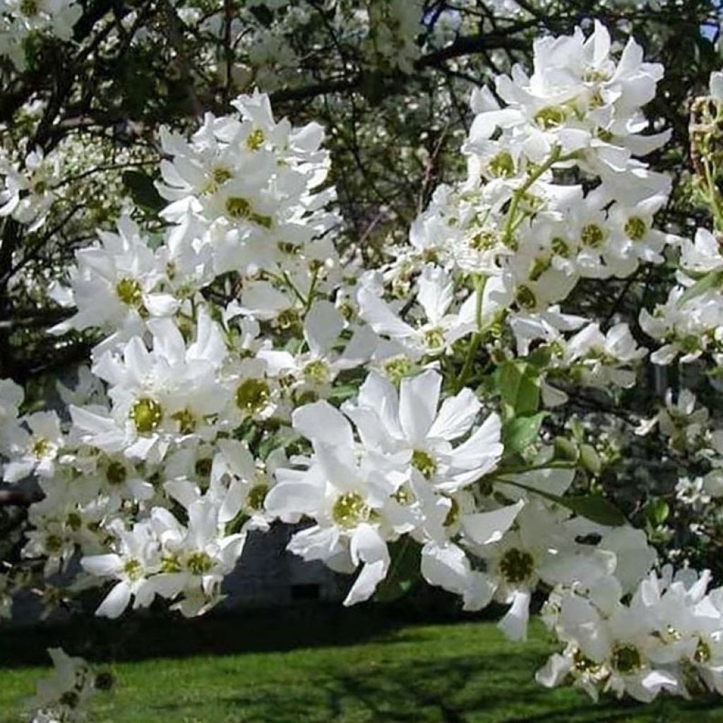 Exochorda serratifolia Snow White - Parelstruik