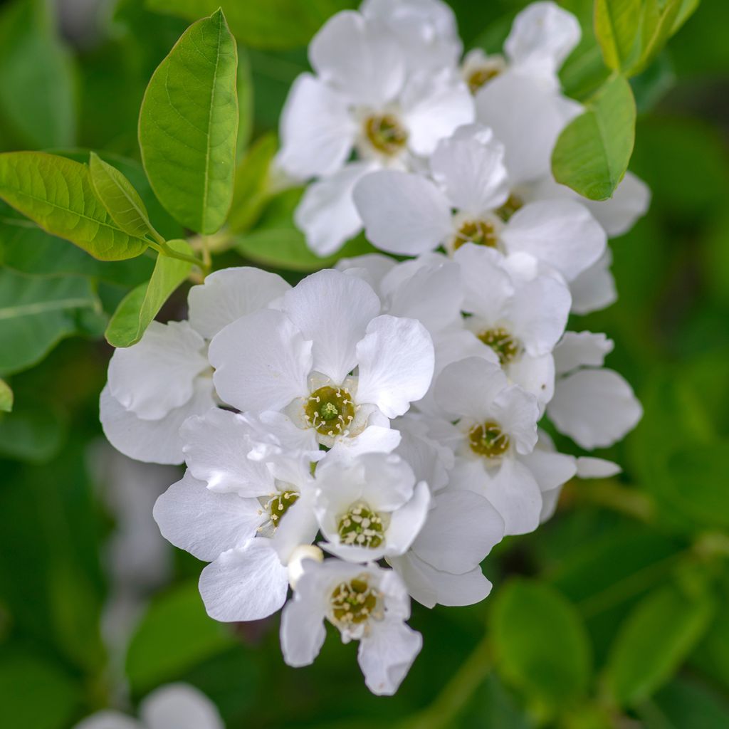 Exochorda racemosa Snow Mountain - Parelstruik