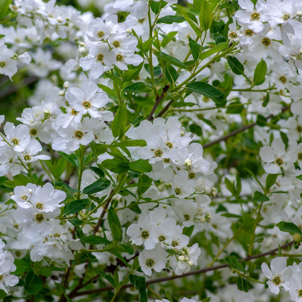 Exochorda racemosa Snow Mountain - Parelstruik