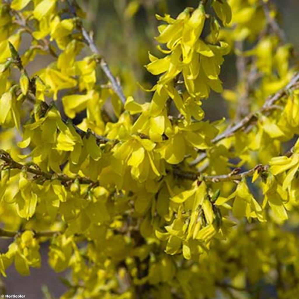 Forsythia Marée d'Or - Chinees klokje