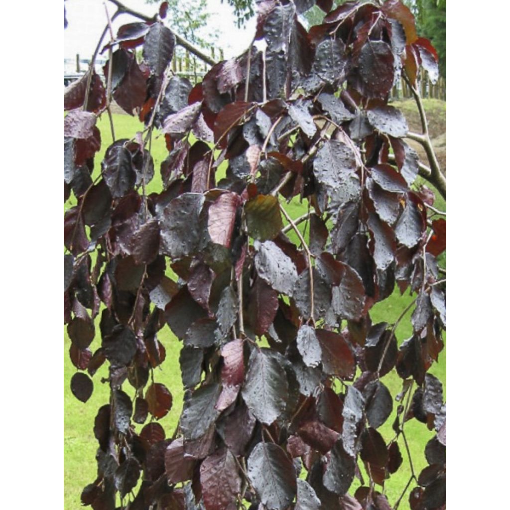 Fagus sylvatica Black Swan - Treur-koperbeuk