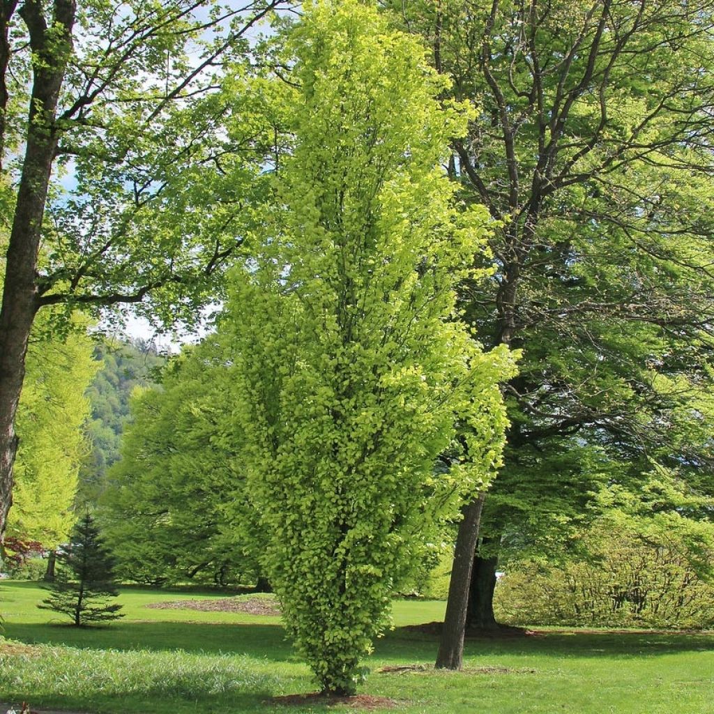 Fagus sylvatica Dawyck Gold - Goudgele zuilbeuk