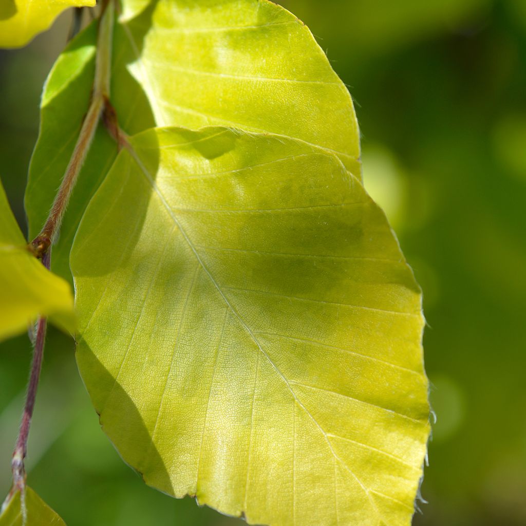 Fagus sylvatica Dawyck Gold - Goudgele zuilbeuk