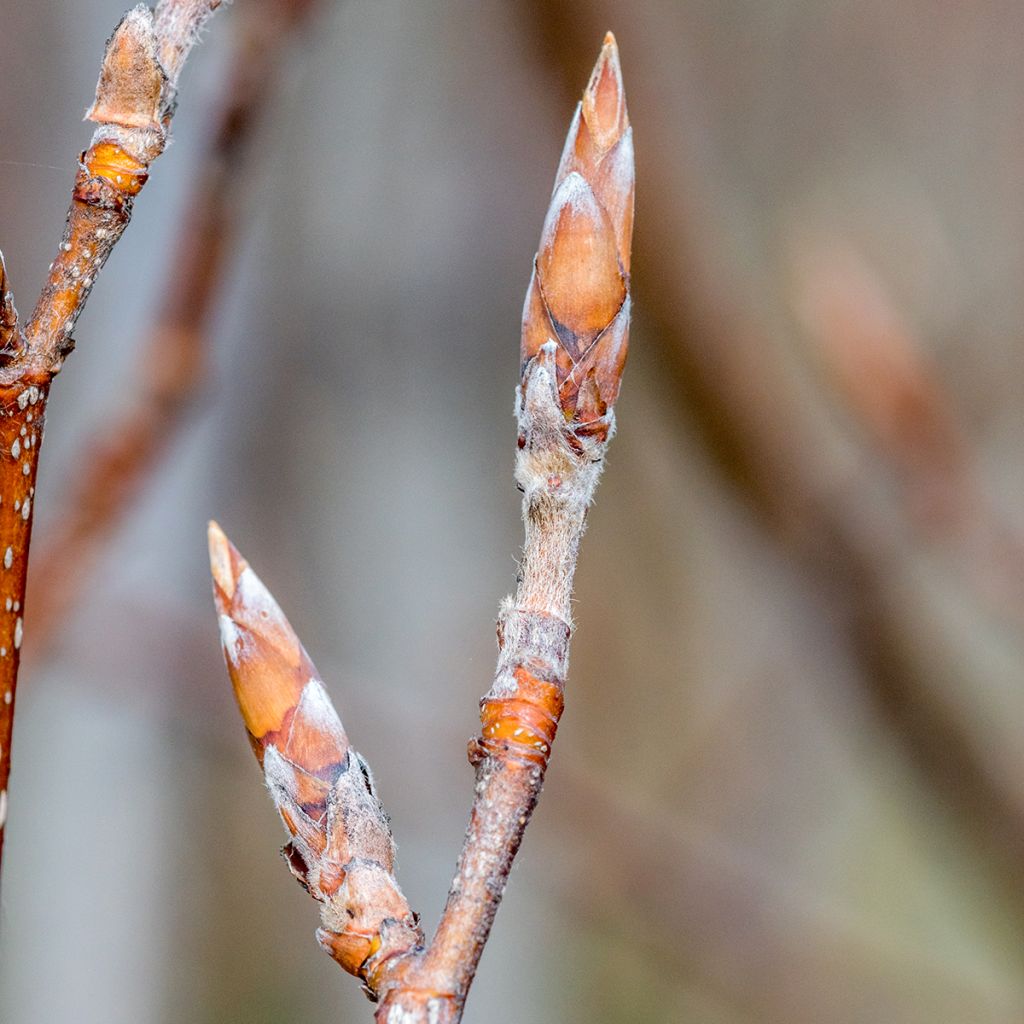 Fagus sylvatica Dawyck Purple - Zuilvormige koperbeuk