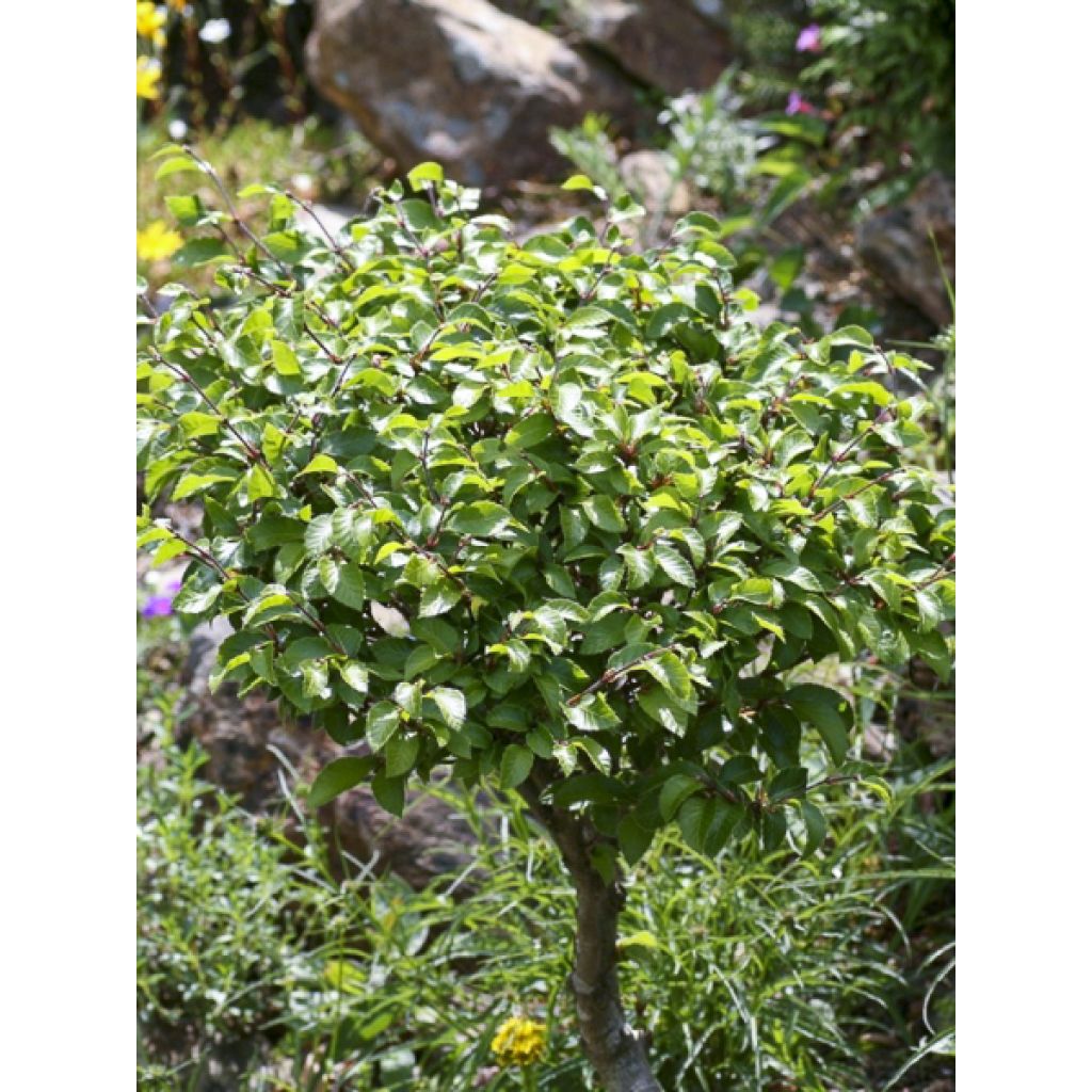 Fagus sylvatica Felderbach - Beuk