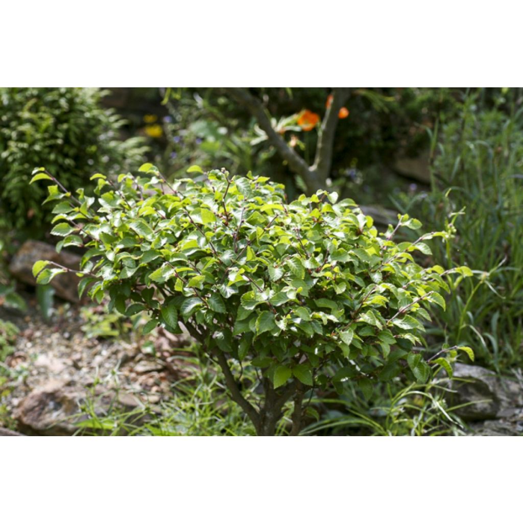 Fagus sylvatica Felderbach - Beuk