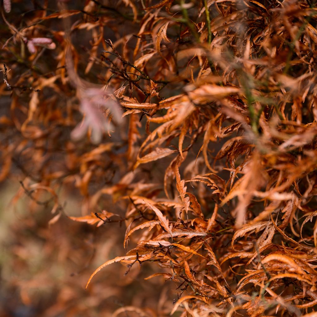 Fagus sylvatica Mercedes - Dwergbeuk