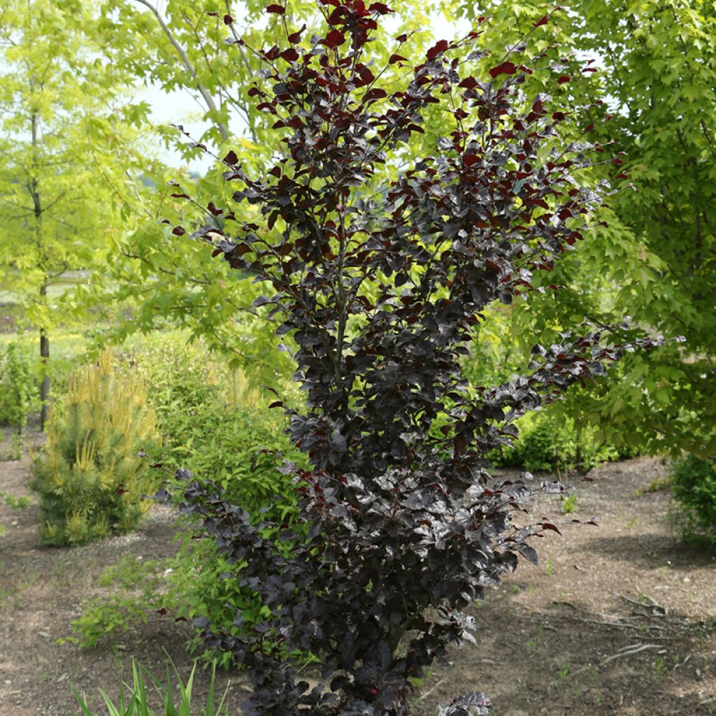 Fagus sylvatica Purpurea Nana - Dwerg-koperbeuk
