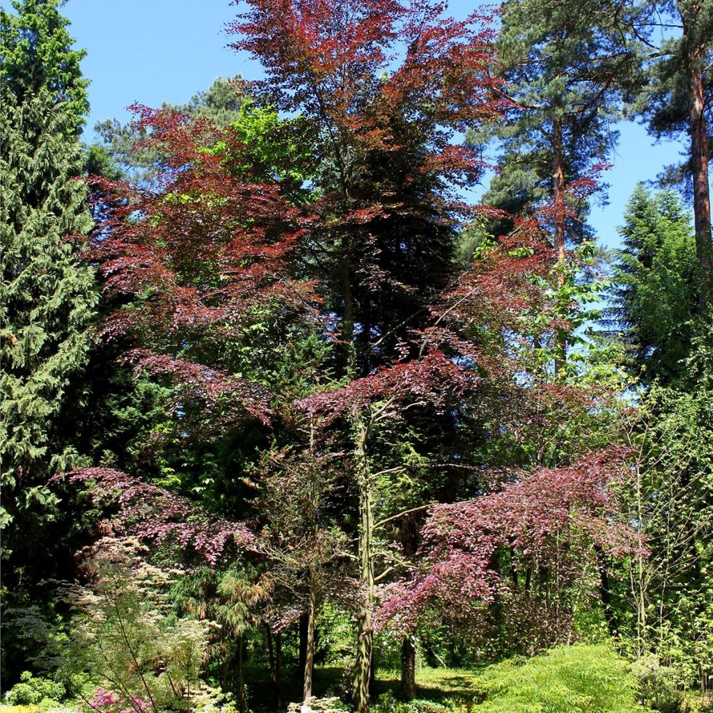 Fagus sylvatica Purpurea Tricolor - Bonte koperbeuk