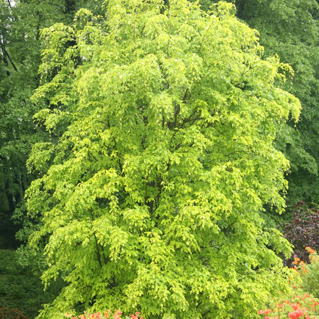 Fagus sylvatica Rohan Gold - Goudgele beuk
