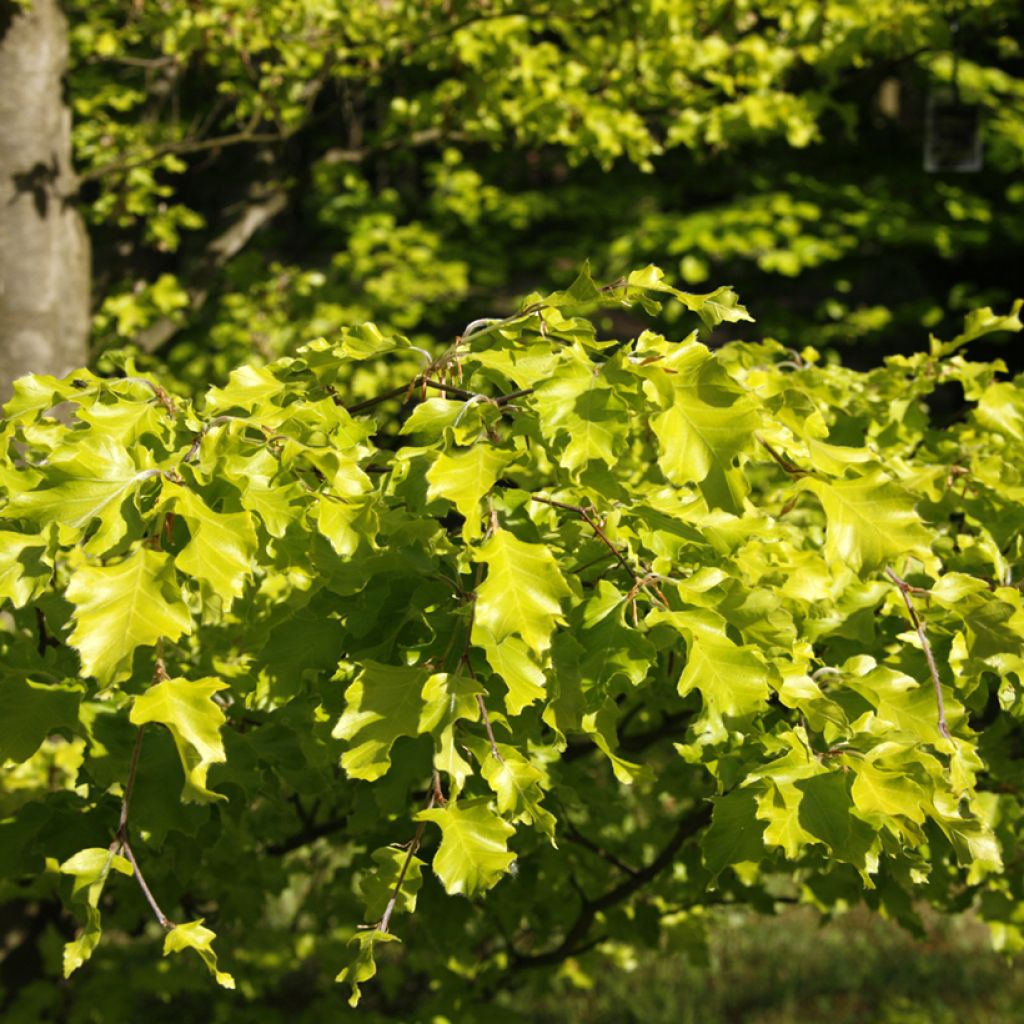 Fagus sylvatica Rohan Gold - Goudgele beuk