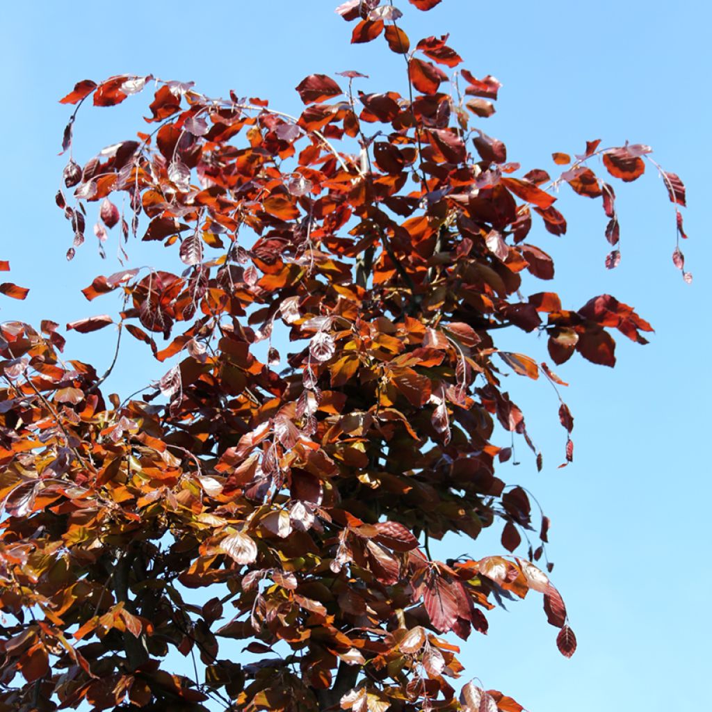 Fagus sylvatica Swat Magret - Koperbeuk