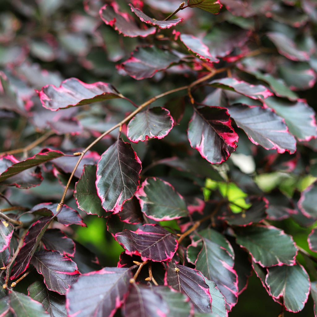 Fagus sylvatica Two Color Weeping - Treurbeuk