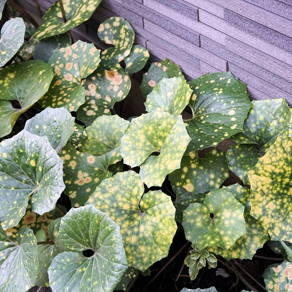 Farfugium japonicum Aureomaculatum - Luipaardplant