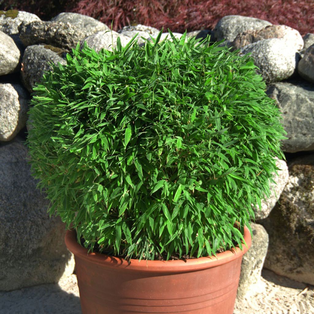 Fargesia Moontears - Niet-woekerende bamboe