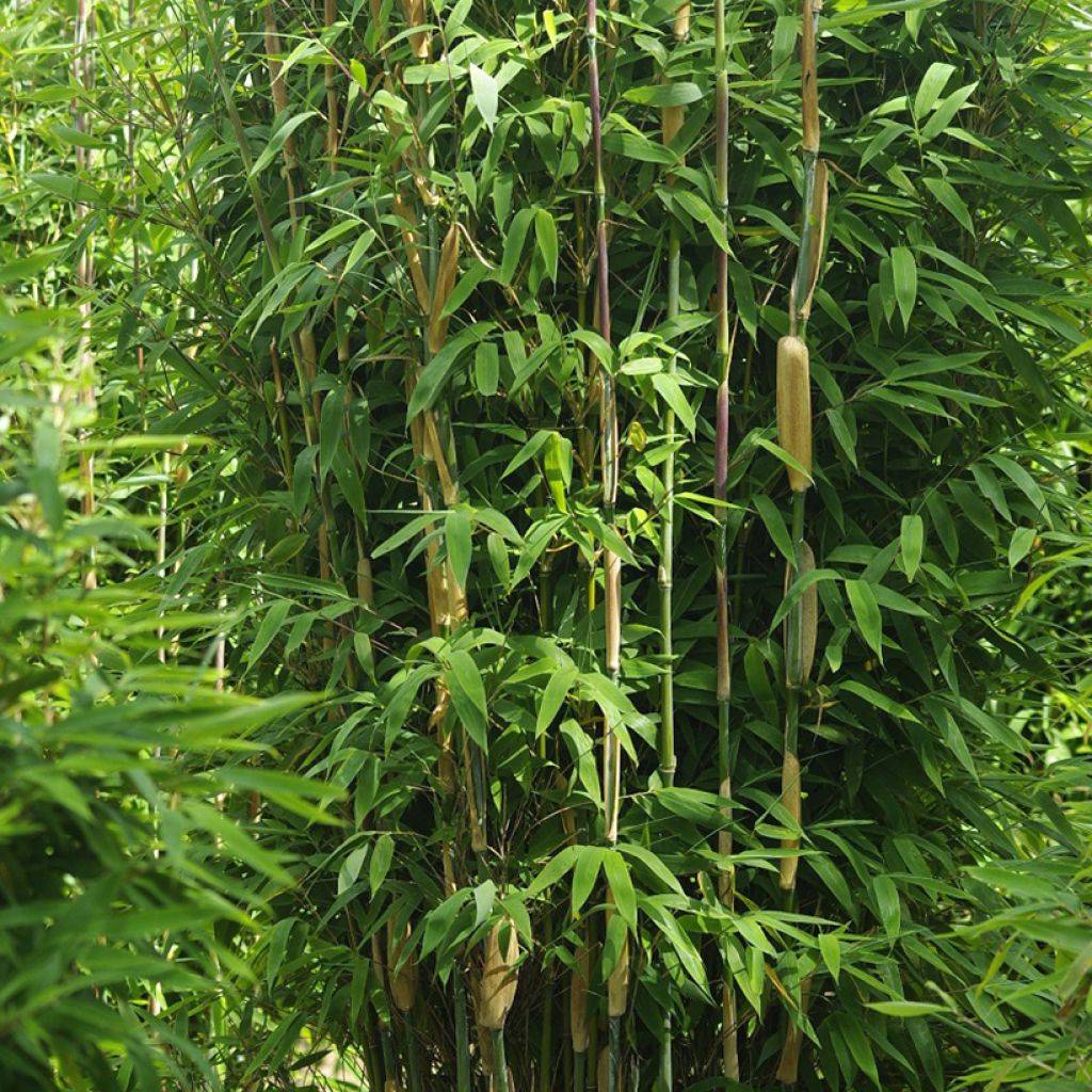 Fargesia murielae Maasai - Niet-woekerende bamboe