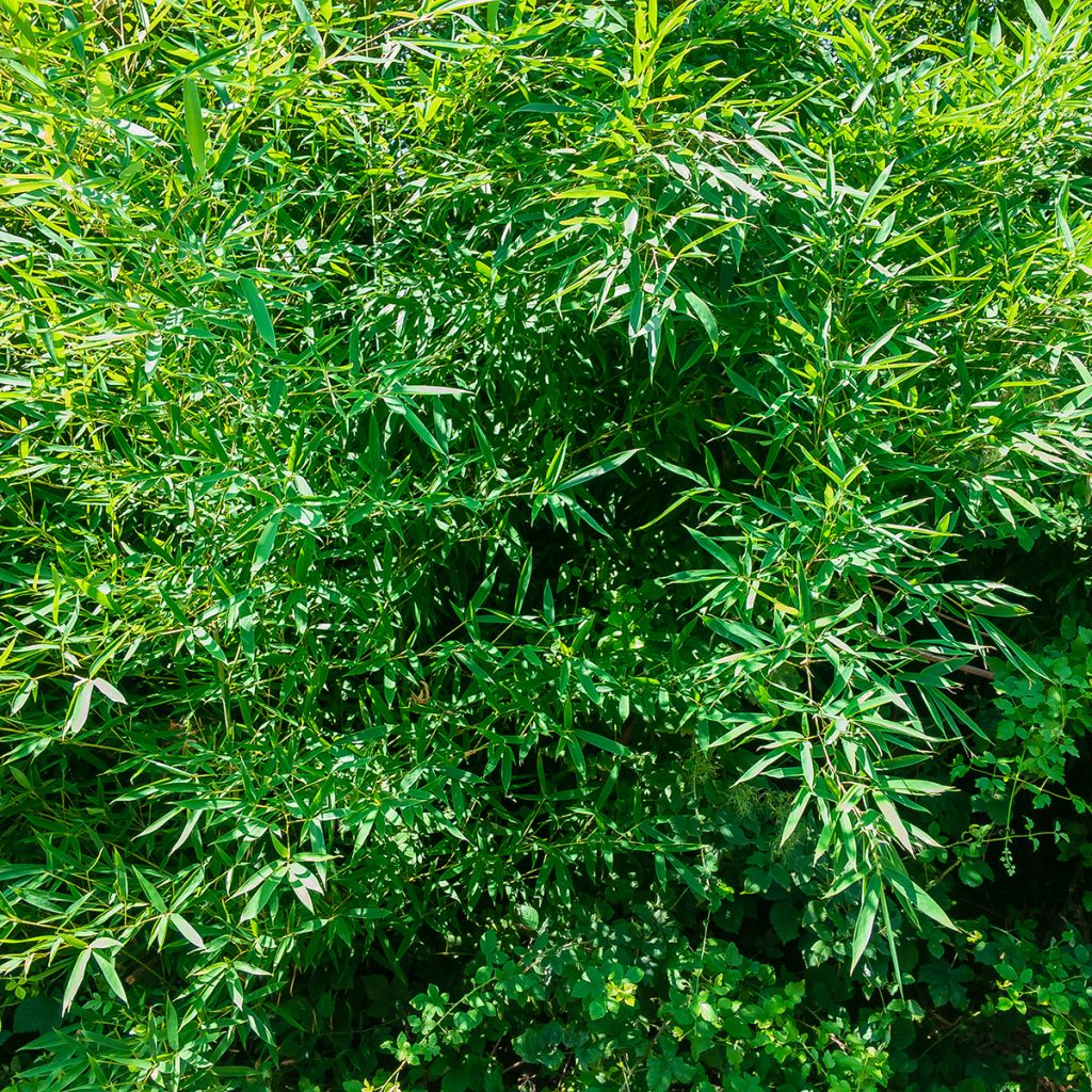 Fargesia nitida Great Wall - Niet-woekerende bamboe