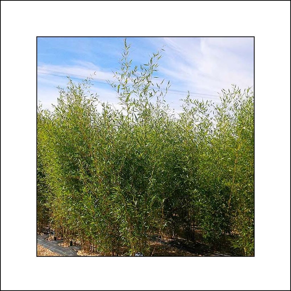 Fargesia robusta Wolong - Schuttingbamboe