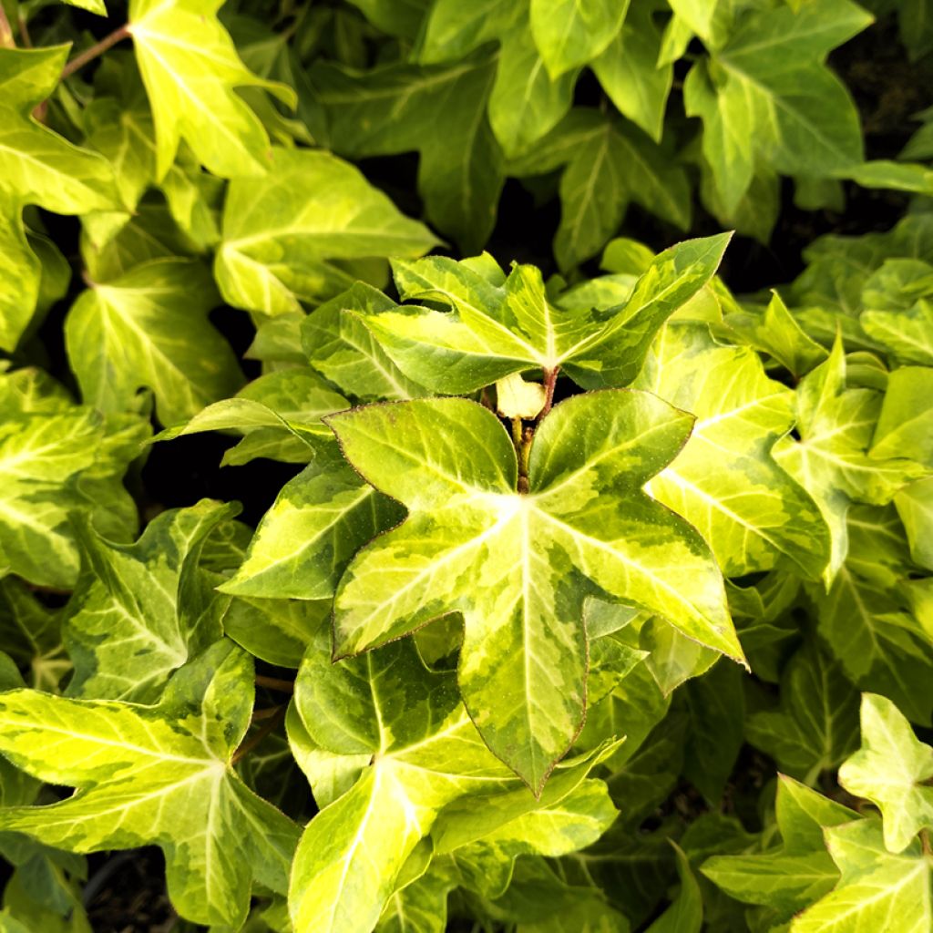 Fatshedera lizei Annemieke - Lierre arborescent bont