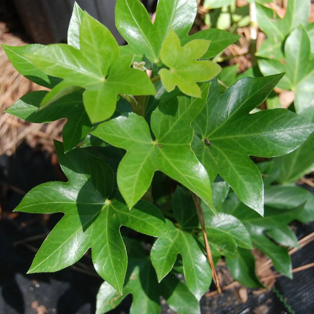 Fatshedera lizei - Boomklimop