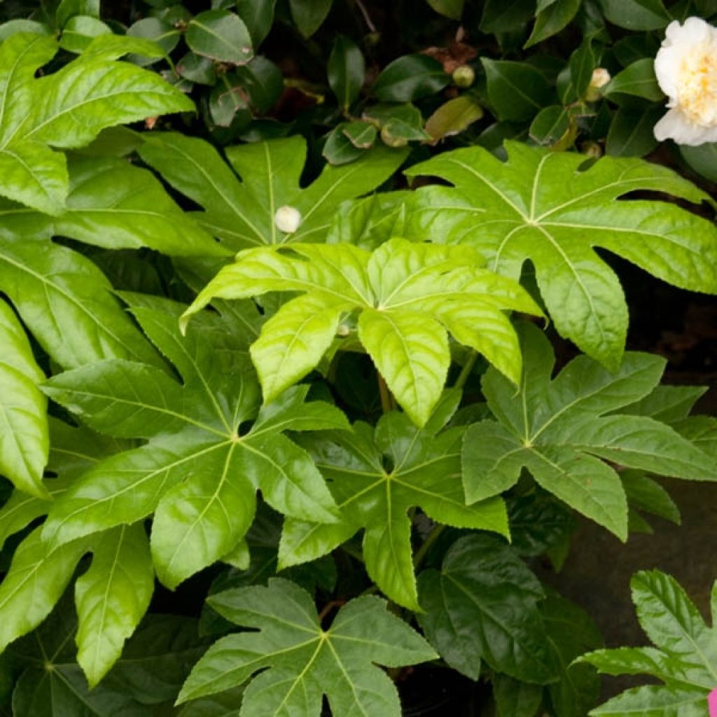 Fatsia japonica - Vingerplant