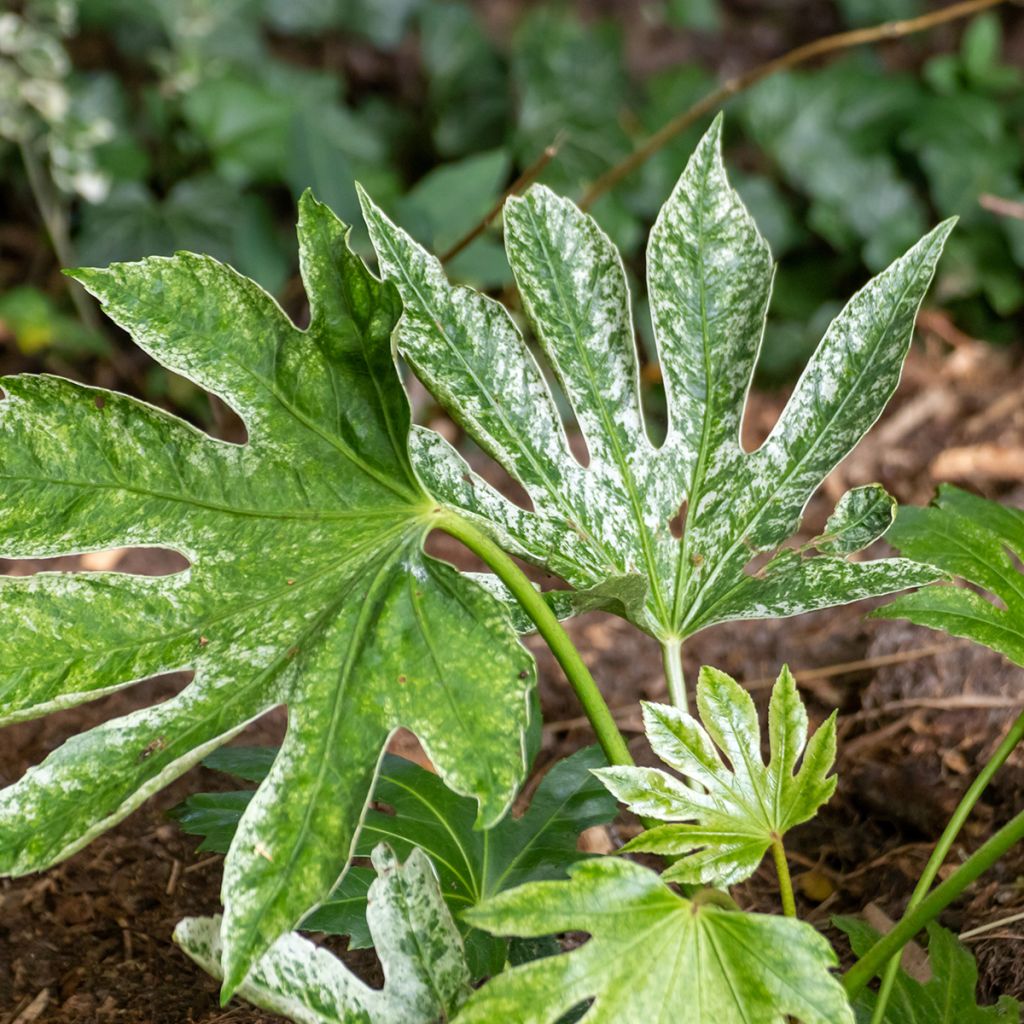 Fatsia japonica Spiders Web - Vingerplant