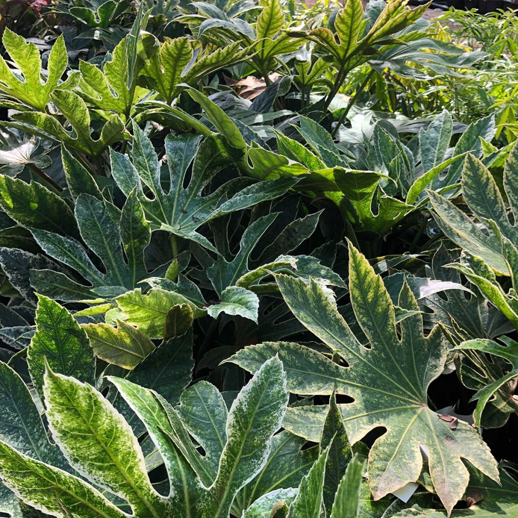 Fatsia japonica Spiders Web - Vingerplant