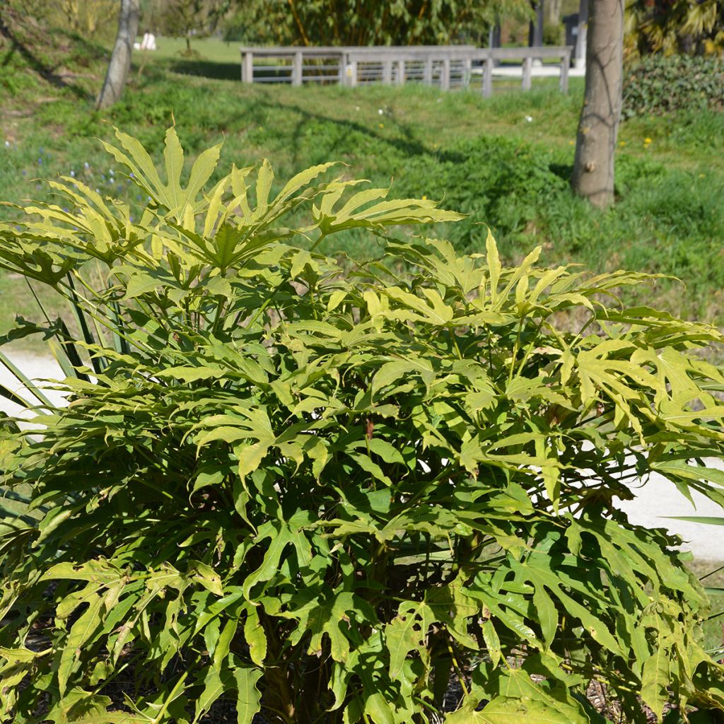 Fatsia polycarpa Green Fingers - Fatsia de Taiwan