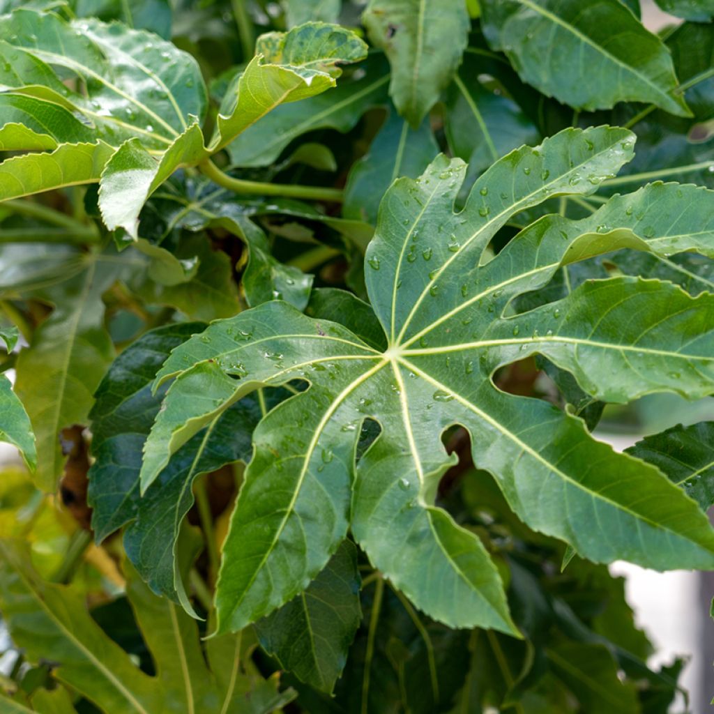 Fatsia japonica - Vingerplant
