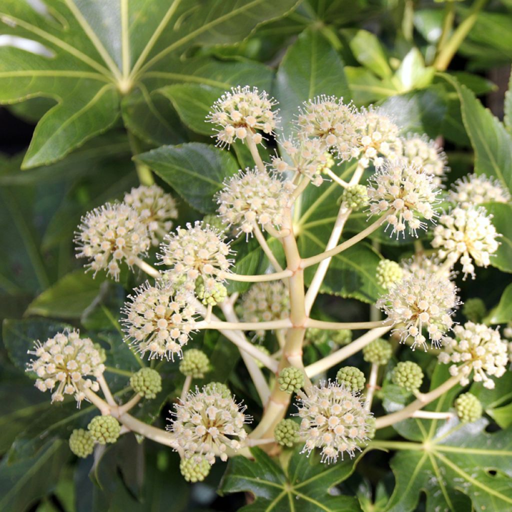 Fatsia japonica - Vingerplant