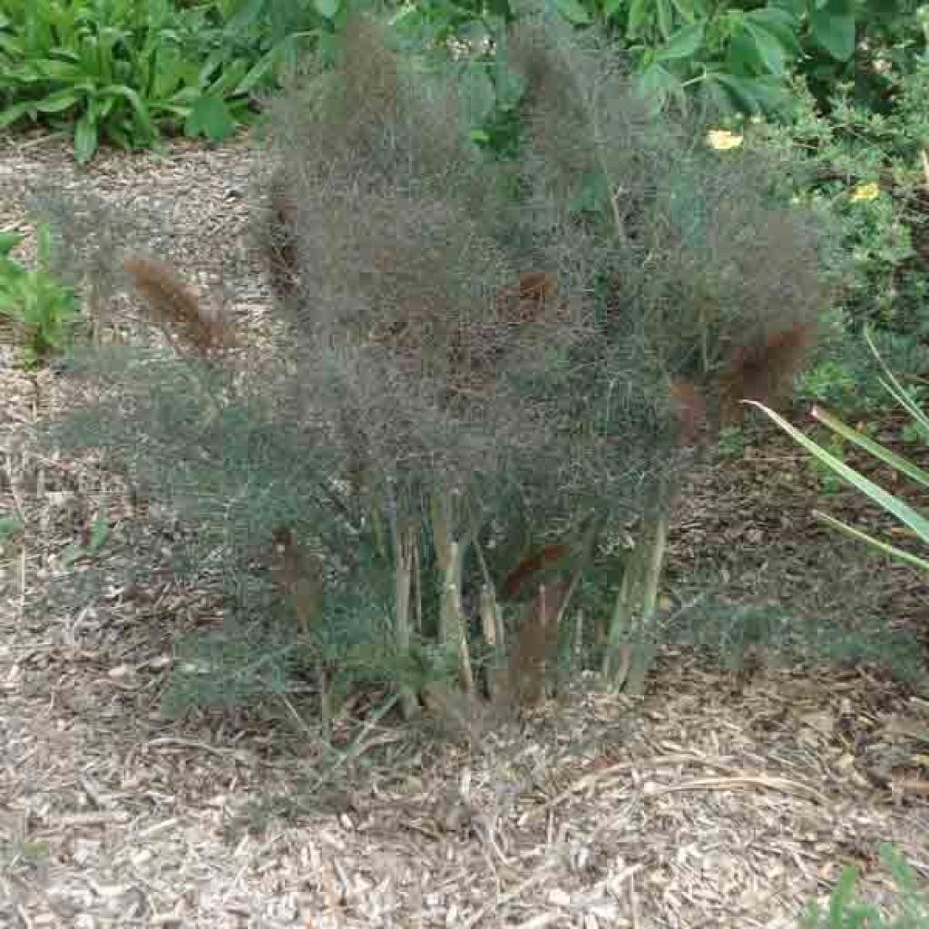 Fenouil, Foeniculum vulgare Giant Bronze