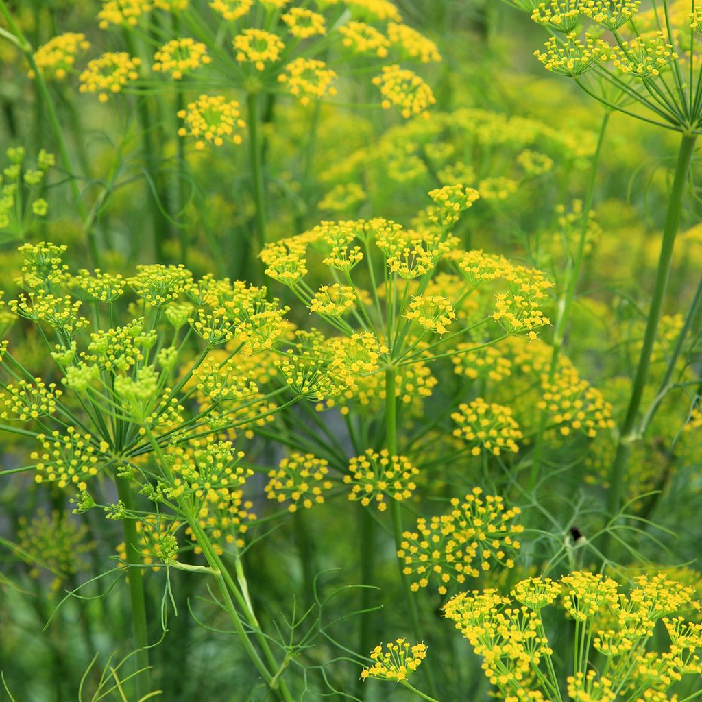 Venkel - Foeniculum vulgare