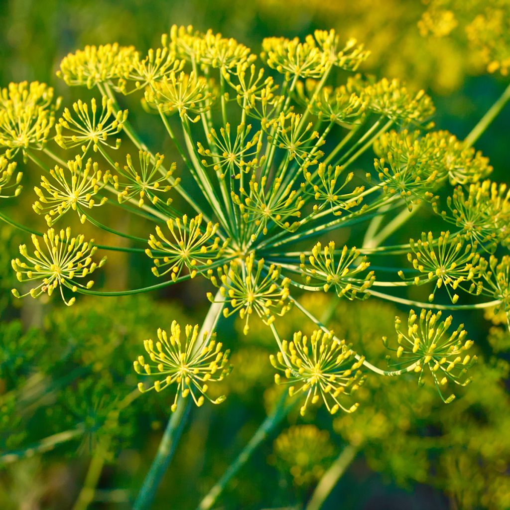 Venkel - Foeniculum vulgare