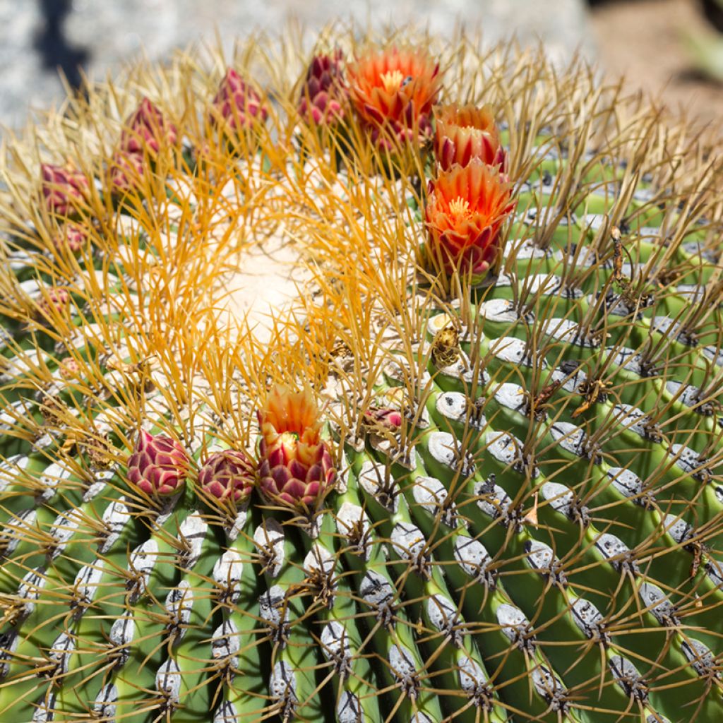 Ferocactus emoryi - Vatcactus