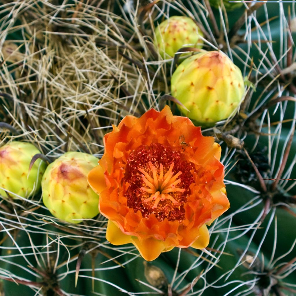 Ferocactus emoryi - Vatcactus