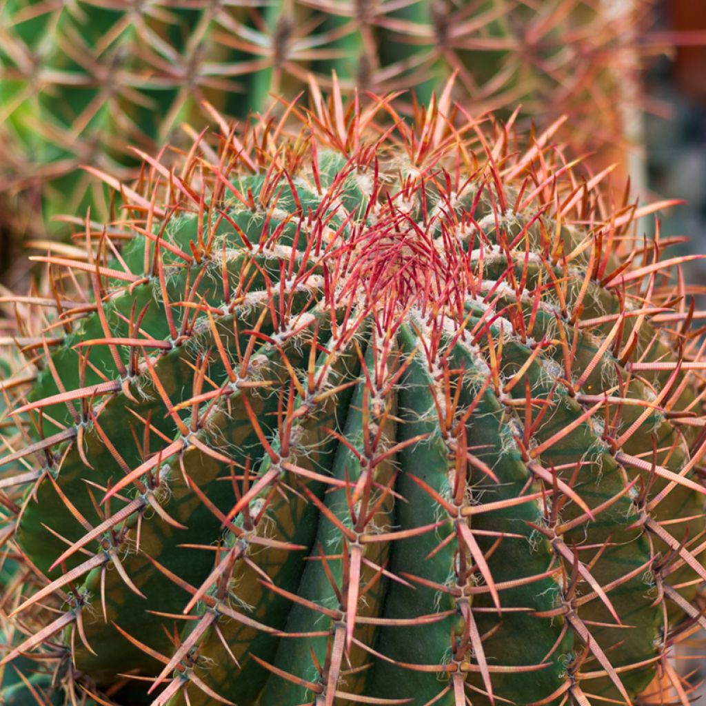 Ferocactus gracilis coloratus - Vatcactus