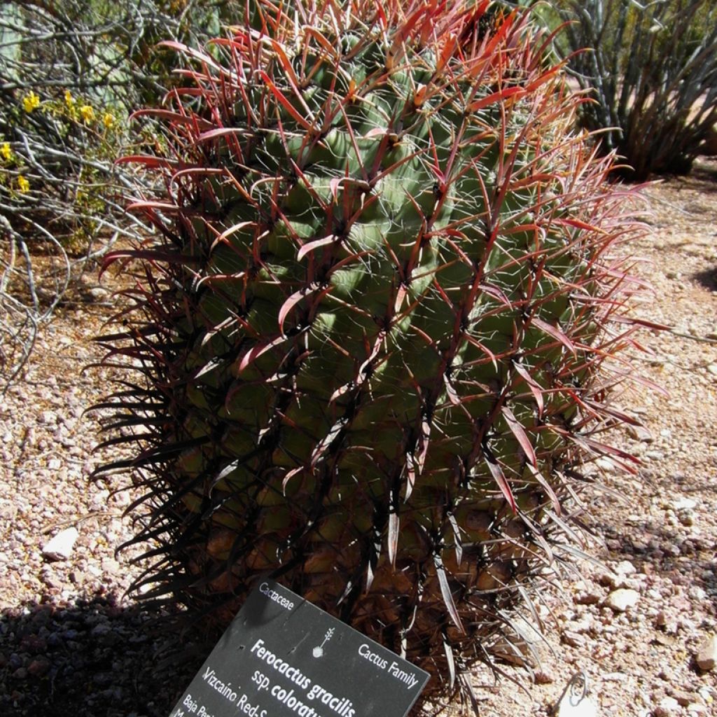 Ferocactus gracilis coloratus - Vatcactus