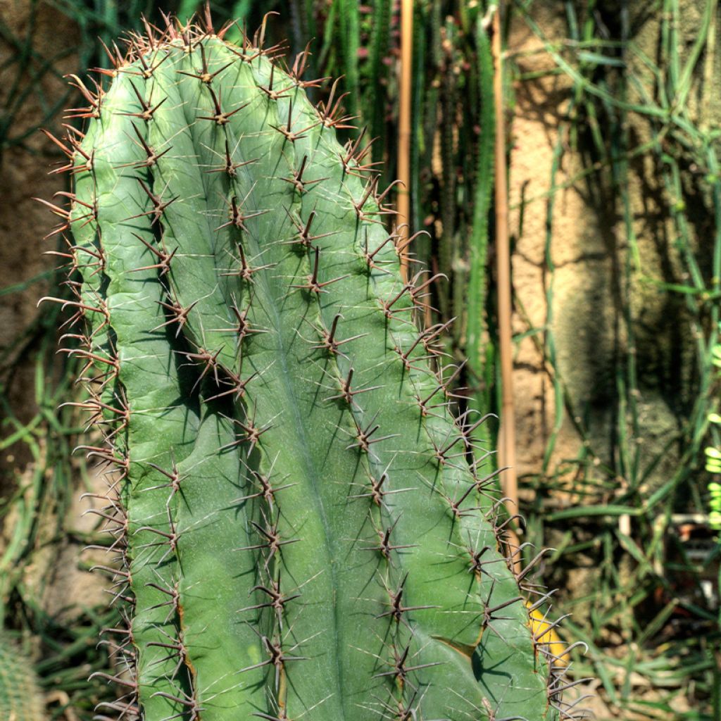 Ferocactus horridus - Vatcactus