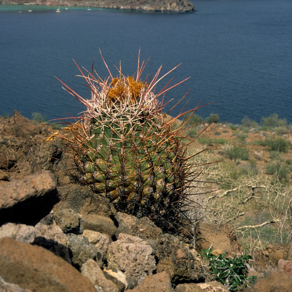 Ferocactus rectispinus - Vatcactus
