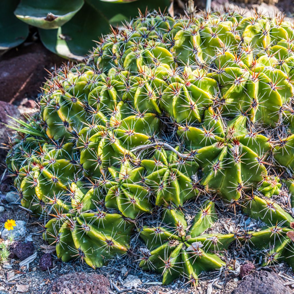 Ferocactus robustus - Vatcactus
